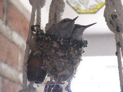 Hummingbirds from backyards and beyond